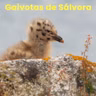 Efer 754 (26-6-26): En Sálvora os ovos de gaivota escoitan ós seus pais