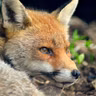 EP 348: Gerogia- The Fox and the King's Son (Wardrop)