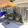 Your Garden vs. Summer Heatwaves