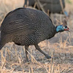 Helmeted Guineafowl Sound the Alarm