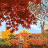 Five Korean university campuses to visit for autumn foliage
Yonsei University
Sungkyunkwan University
Jeonbuk National University
Hankuk University of Foreign Studies, Global Campus
Kyung Hee University