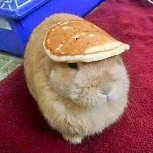 Pancake bunny store