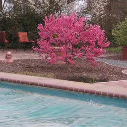 Can You Grow a Peach Tree from Seed?