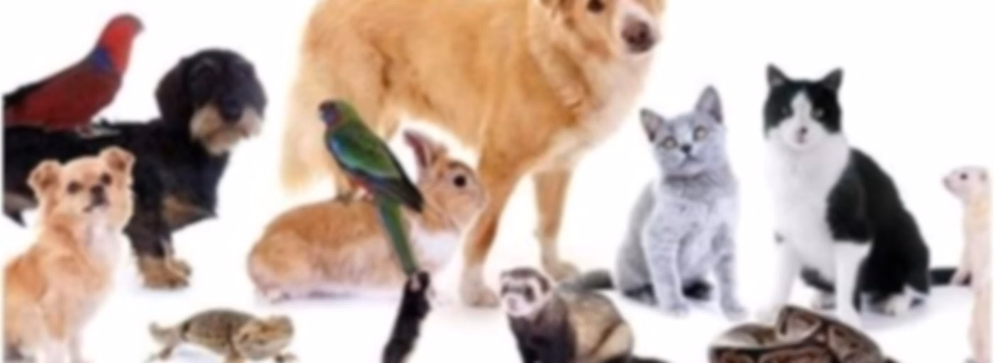 Mundo Animal