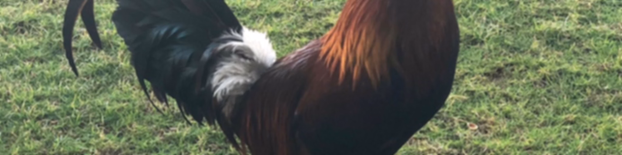 Cockfight