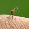 How do you avoid mosquito bites?