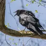 Crow Parents, Fearless Defenders