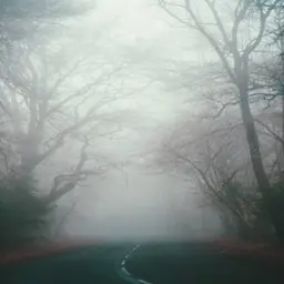 3 Historias de Terror en Bosques