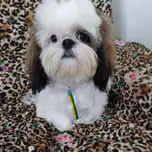 Joe.Sapekinha