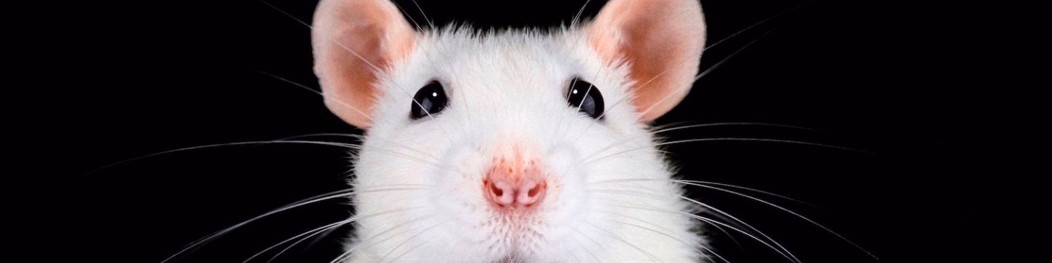 RatFM