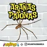 Araña Patona: la vecina del jardín que no es lo que parece
