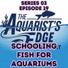 Best Schooling Fish for Home Aquariums (Shoaling vs Schooling Explained)