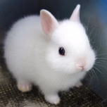 Kiniabunny