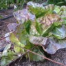 Growing a Cool Season Garden