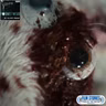 Alien: Earth 1x06 - 'The Fly'