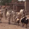 Élevage à Goudoumaria : les jeunes tournent-ils le dos au métier ?(Tous à la fada)
