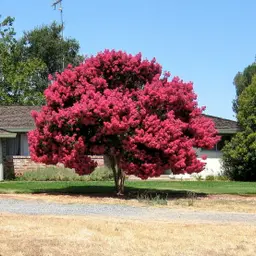 How to Plant and Care for a Shade Tree