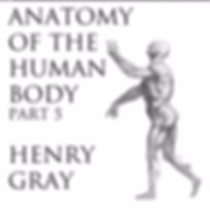 Anatomy of the Human Body, Part 5 (Gray's Anatomy) by Henry Gray (1827 - 1861)