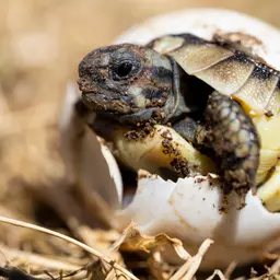 As Neo-Darwinism Fails, Vitalism Makes a Comeback