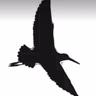 Sandpiper - Mix