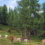 Radio Web - Agronegócios e assuntos afins
