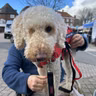 Rey, the one-eyed PTSD assistance dog