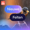 Vraag het aan Gilles: wat doen vogels als het regent?