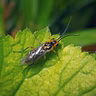 Sawflies: A Truly Weird Garden Pest | You Bet Your Garden