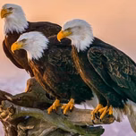 Eagle gospel radio