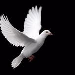 DOVE Ministries