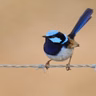 Fairy-Wrens Sing Secret Passwords to Unborn Chicks
