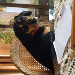 andamoruleta