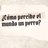 ¿Cómo percibe el mundo el perro?