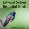 White Egrets, 'Ospreys', and Ostrich-Feathers