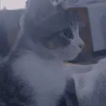 Cucy caca