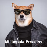 CACHORRO RADIO