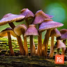 Why it's so hard to tell the age of a fungus