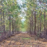 S.7 Ep.8: Rethinking Black Locust