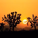 The Sun Network