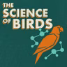 Random Bird Thursday: A Highly Vocal Species With Female Helpers