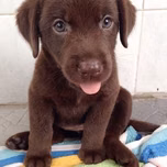 ANGEL BB
