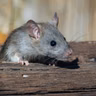 Of Mice and Mint and Mothballs | You Bet Your Garden