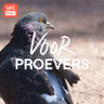 Waarom de stadsduif meer waardering verdient