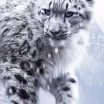 RosaDjWolf
