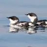 Clean Up Crumbs for Birds