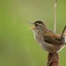 The Marsh Wren