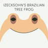Izecksohn's Brazilian Tree Frog | Week of September 21st