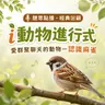 聽眾點播｜i動物進行式｜經典重播：愛群聚聊天的動物－認識麻雀