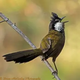 Australia's Rainforest Birds