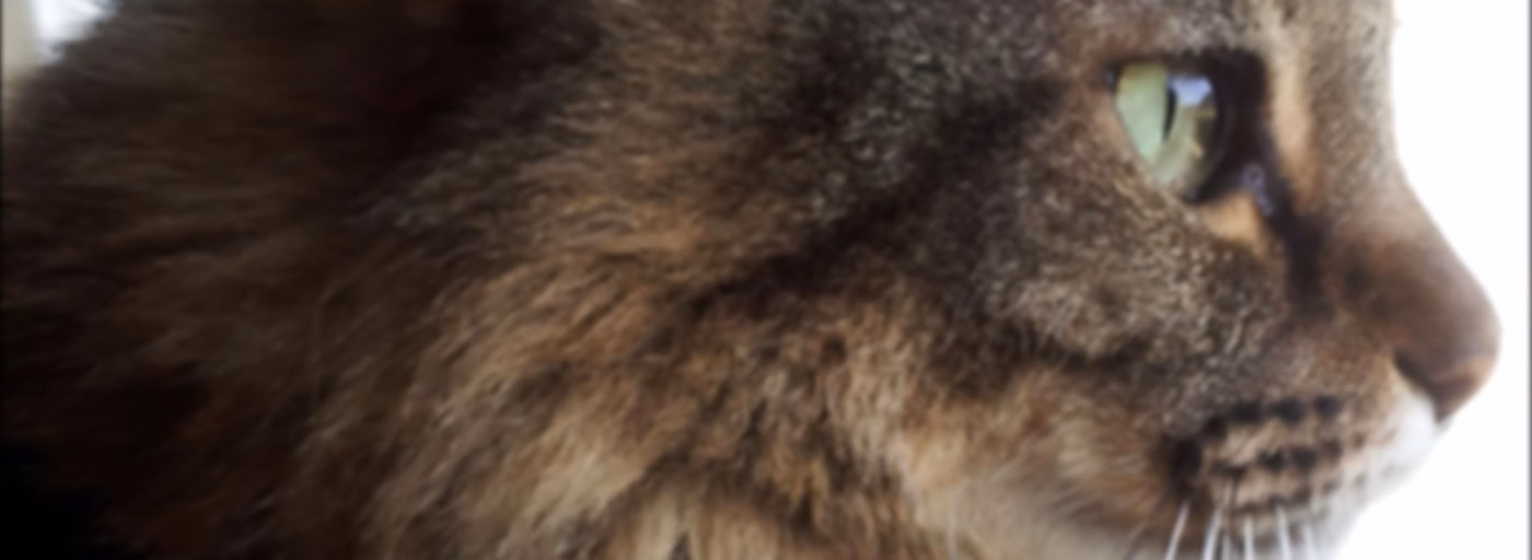 Cattitude -  The #1 Cat Podcast